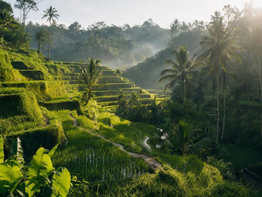 The Tegallalang rice terraces: emerald paddies stacked in curving steps down a steep valley, narrow earth paths between them and coconut palms along the ridge.