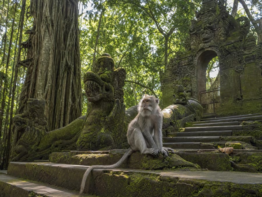 A long-tailed macaque sitting on a moss-covered carved stone staircase in dense forest, an ancient dragon-carved temple gate and huge banyan roots behind.
