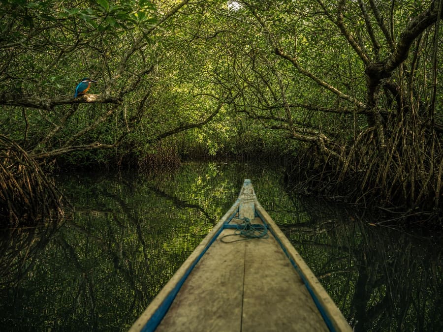 A narrow wooden boat gliding through a tunnel of mangrove roots on a still, glassy river in west Bali, with a bright kingfisher on a low branch.