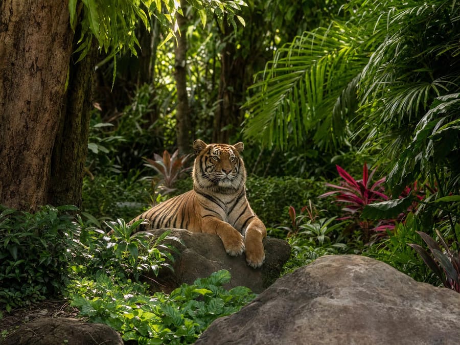 A Sumatran tiger resting on a low rock in dense tropical garden planting, deep green foliage and palms all around.