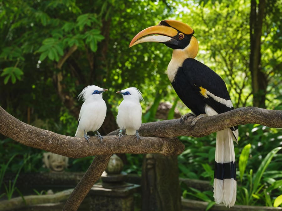 Two Bali starlings — white crested birds with vivid blue eye patches — perched beside a large colourful hornbill in a lush tropical garden aviary.