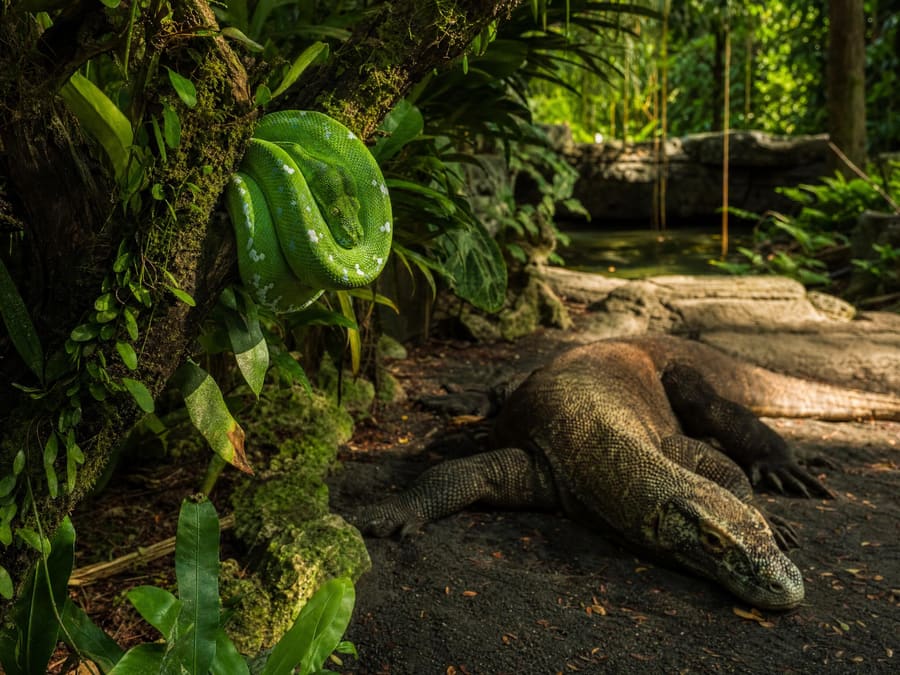 A vivid green tree python coiled on a mossy branch, with a komodo dragon resting on dark volcanic sand behind it.