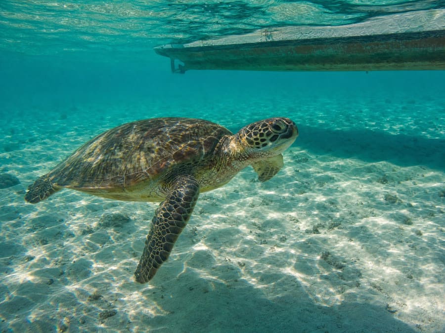 A green sea turtle swimming in shallow, brilliantly clear turquoise water over pale sand, sunlight rippling across the seabed and a boat hull faint at the surface above.