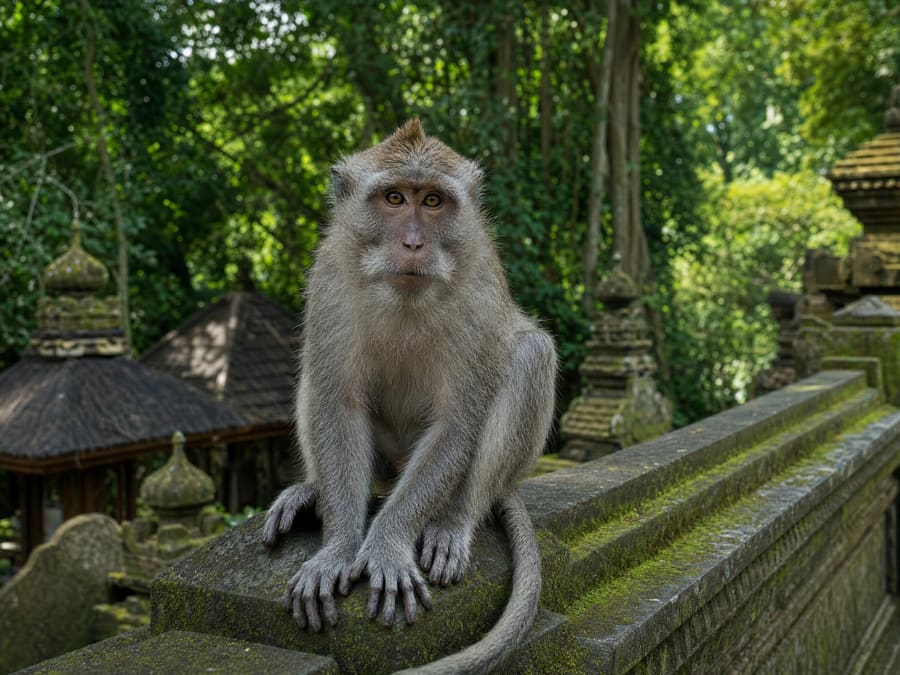 A long-tailed macaque sitting on a temple wall looking directly at the camera, alert and close, mossy carved stone and green forest behind.